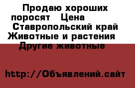 Продаю хороших поросят › Цена ­ 2 500 - Ставропольский край Животные и растения » Другие животные   